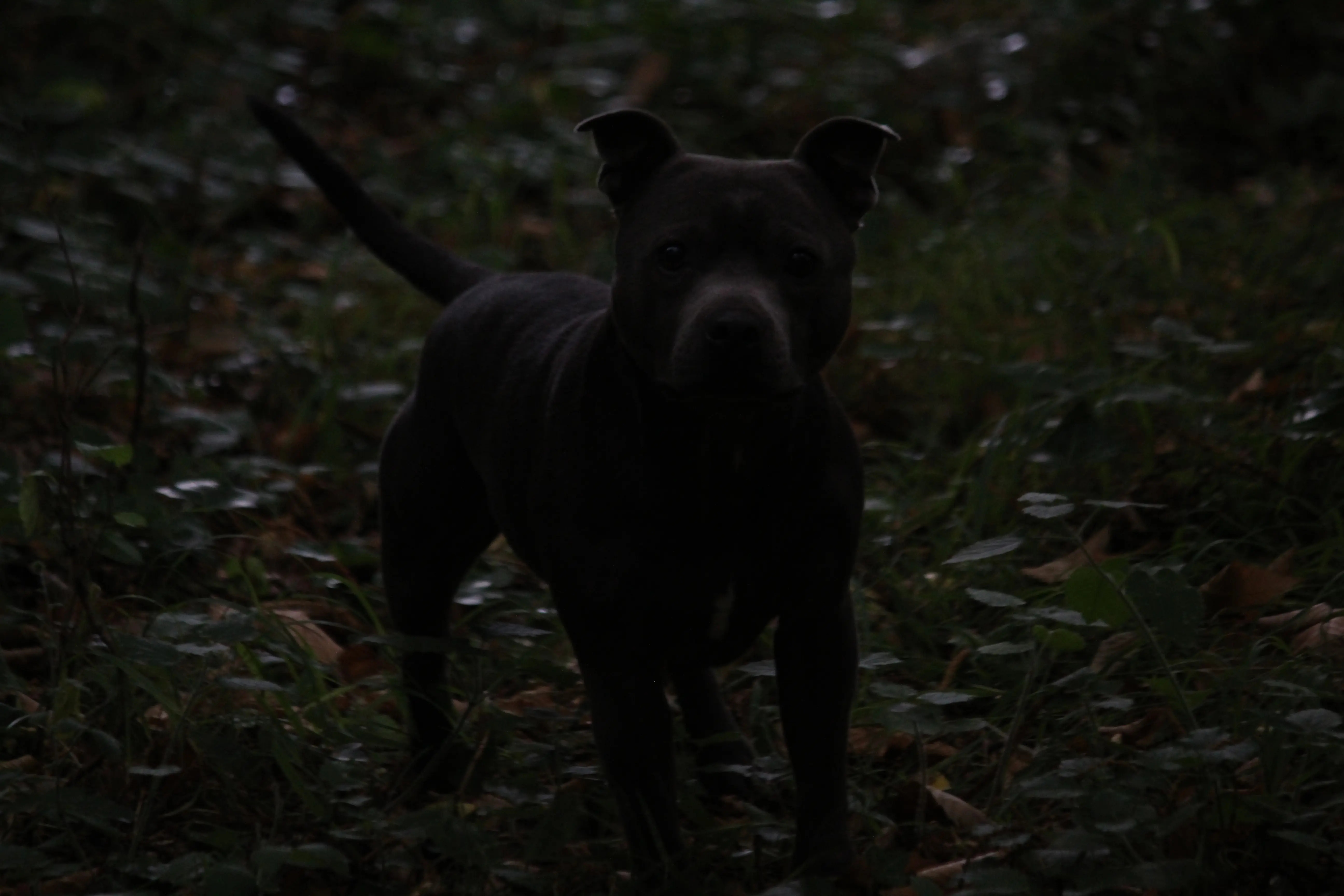 Photo d'un chien en foret