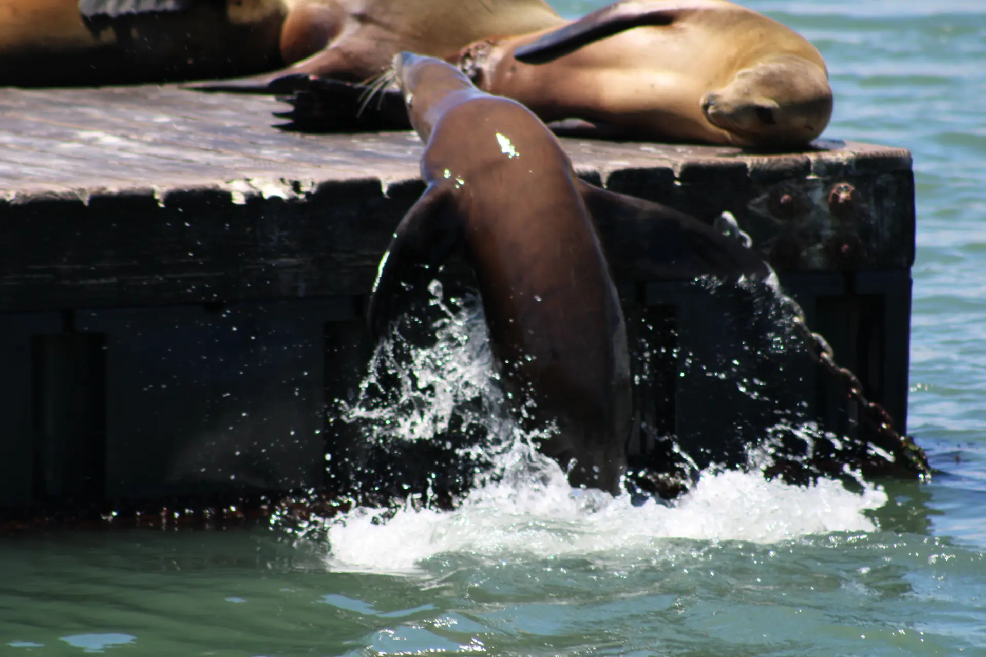 Photo d'une otarie qui saute