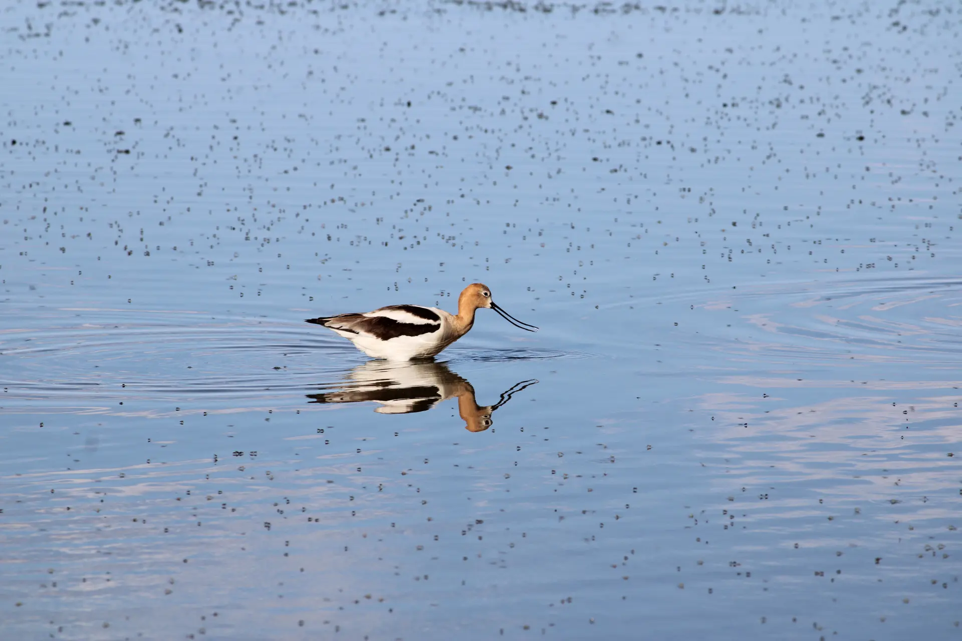 Photo d'un oiseau dans un lac