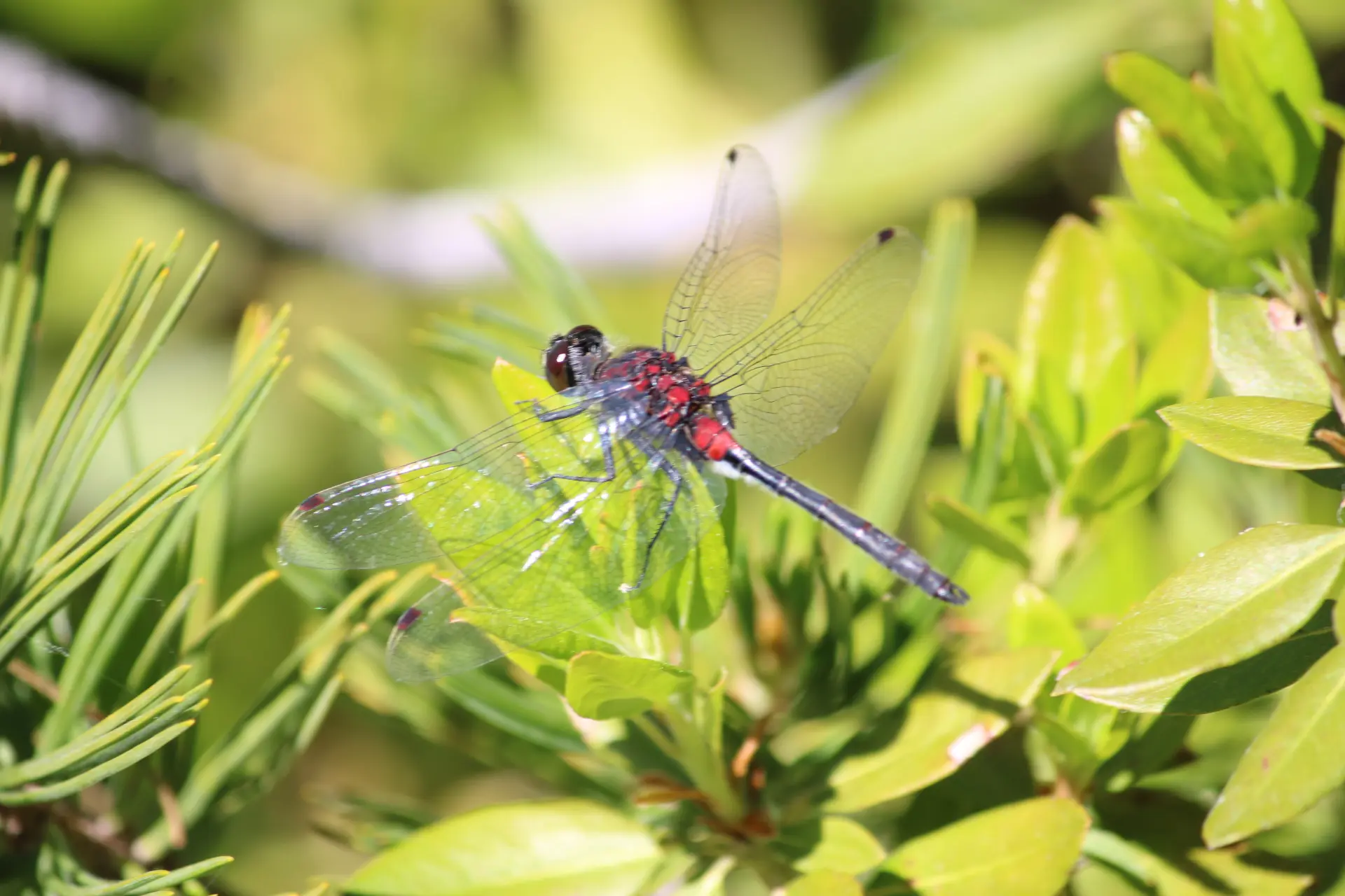 Photo d'une libellule