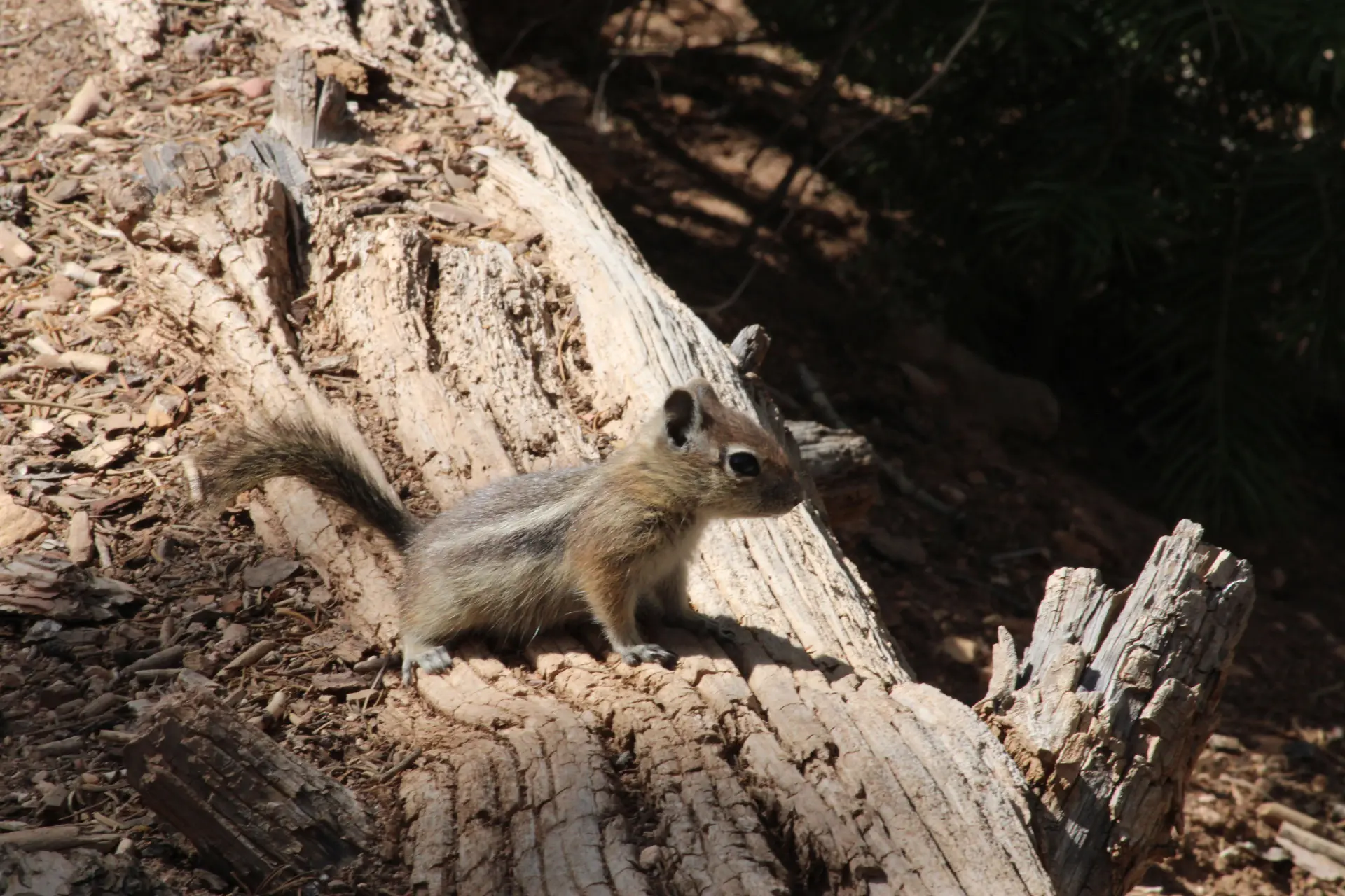 Photo d'un petit animal