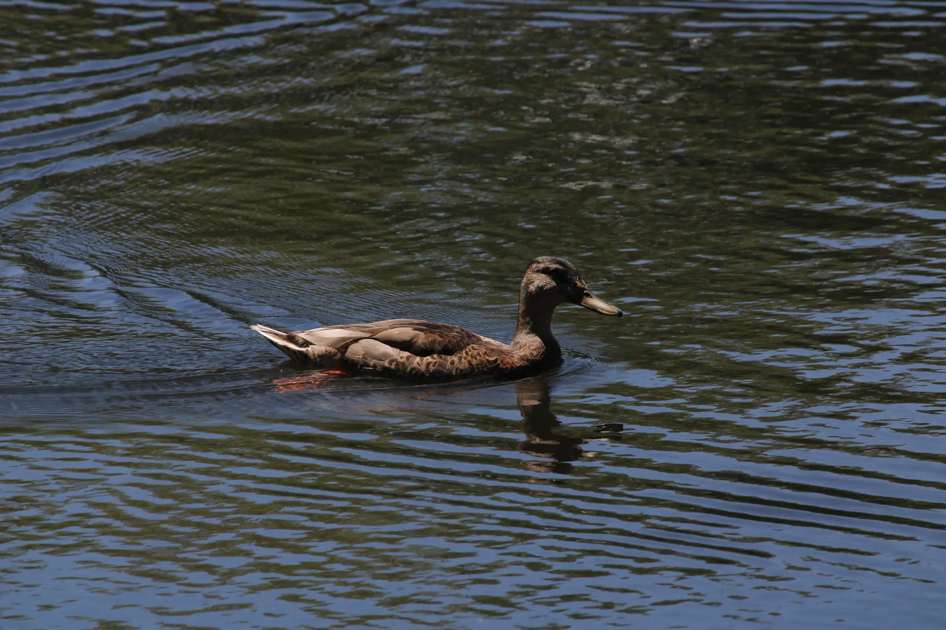 Photo d'un canard dans l'eau