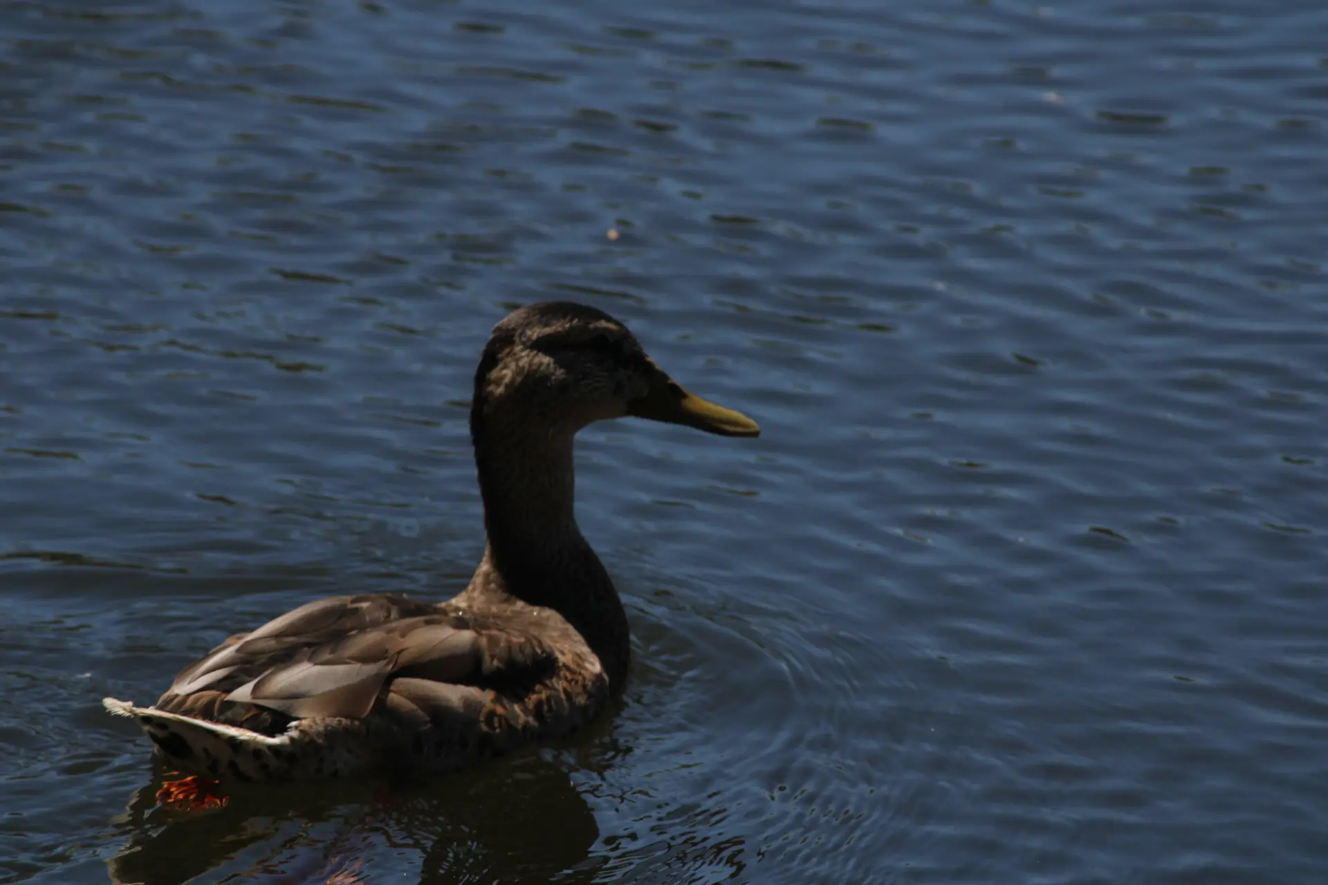 Photo d'un canard qui nage