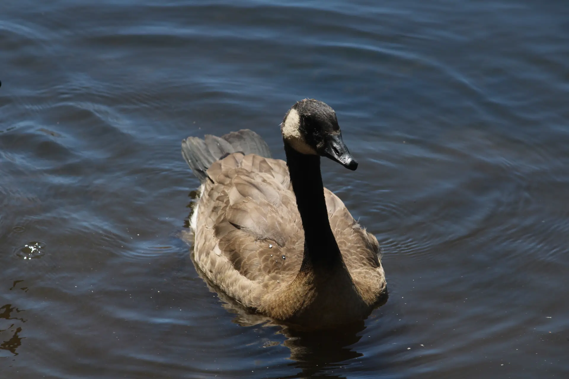 Photo d'une oie dans l'eau