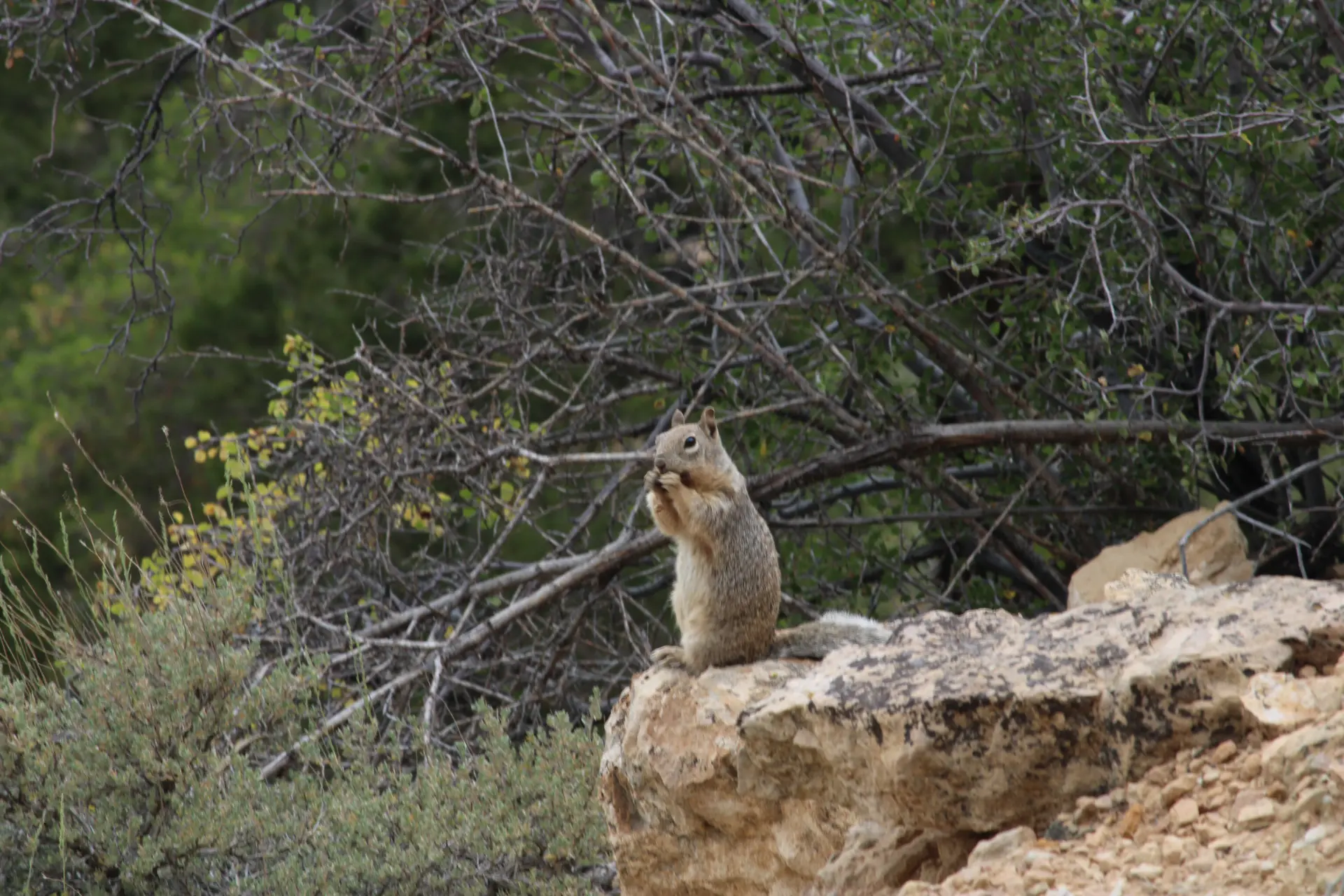 Photo d'un petit animal qui mange