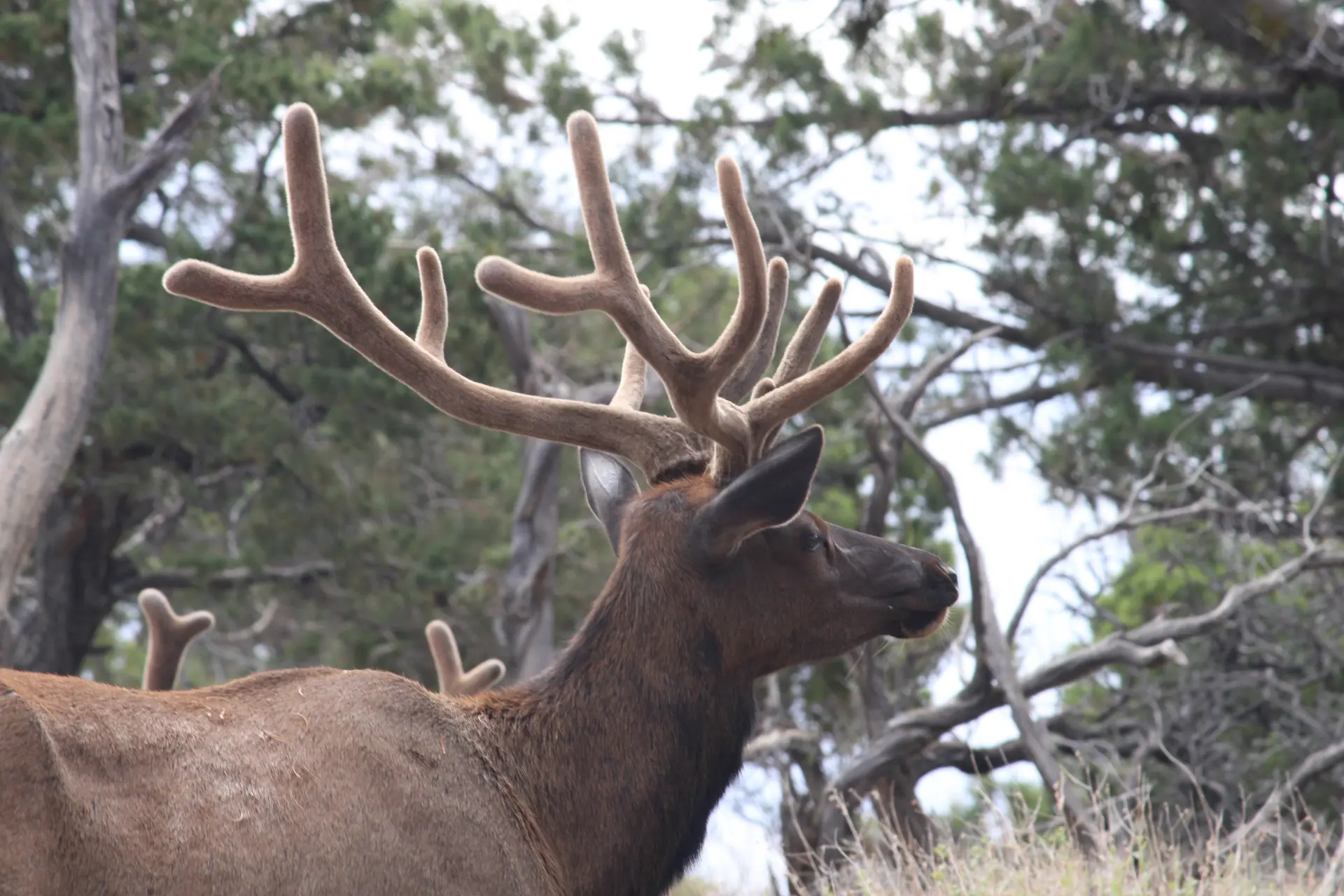 Photo d'un cerf avec de grands bois