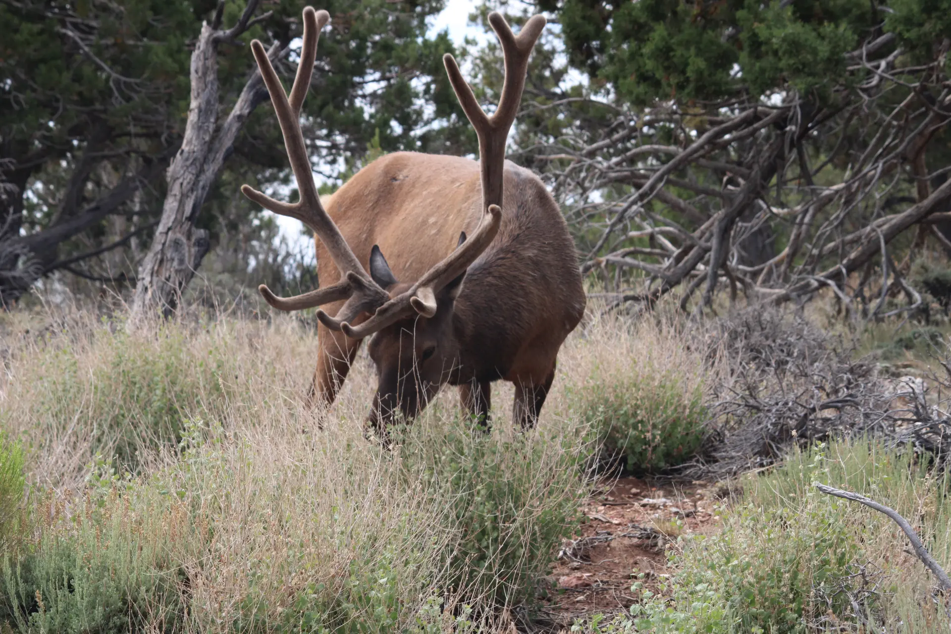 Photo d'un cerf qui mange format horizontal