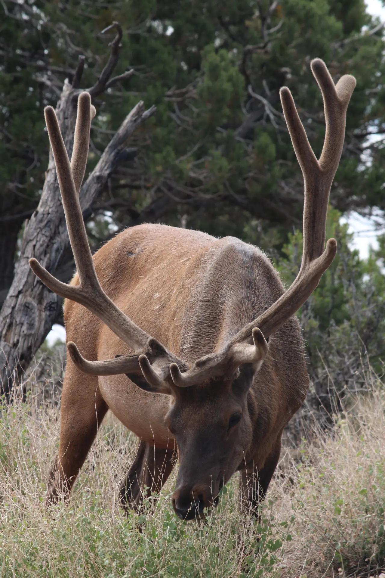 Photo d'un cerf qui mange format vertical