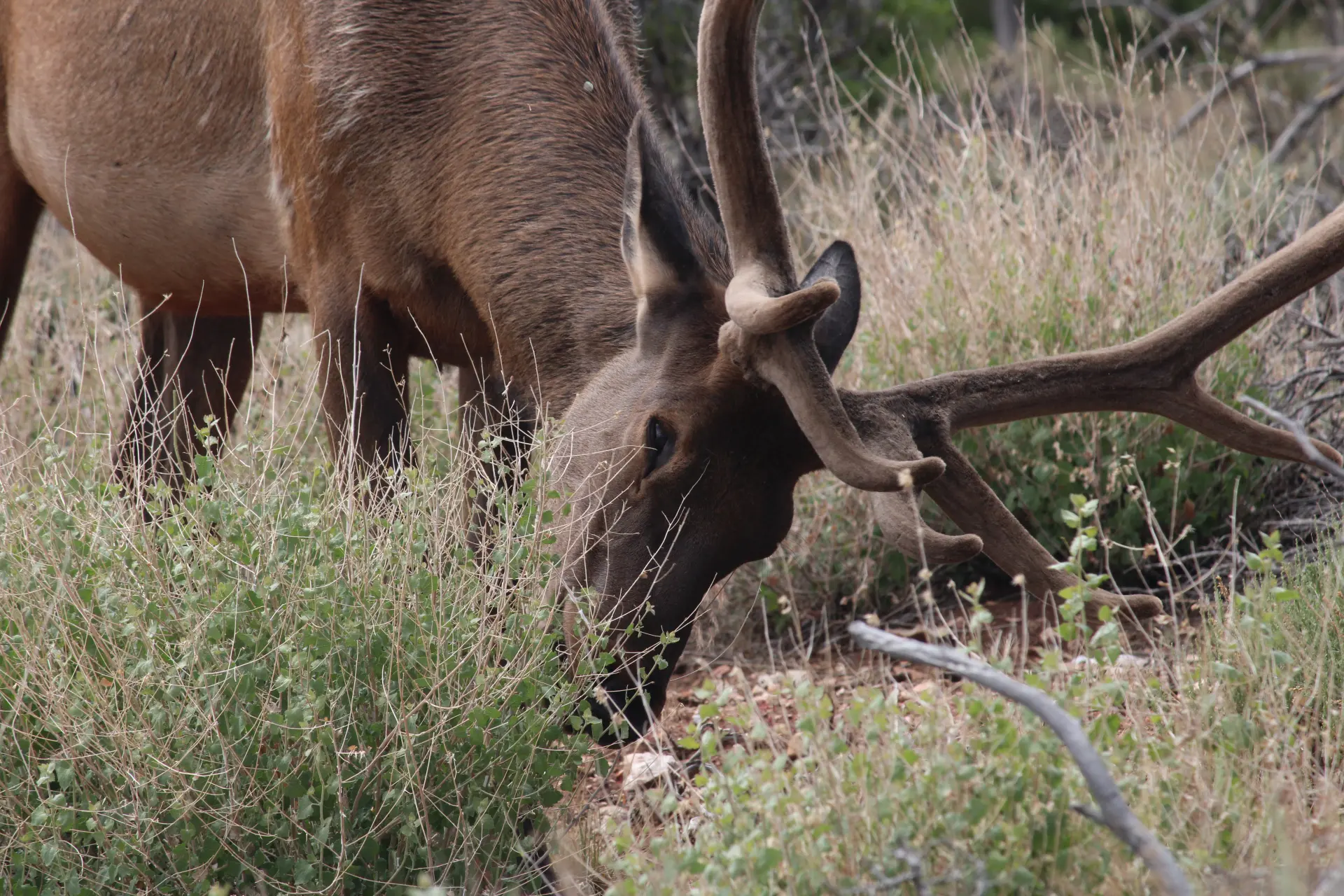 Photo d'un cerf de plus proche