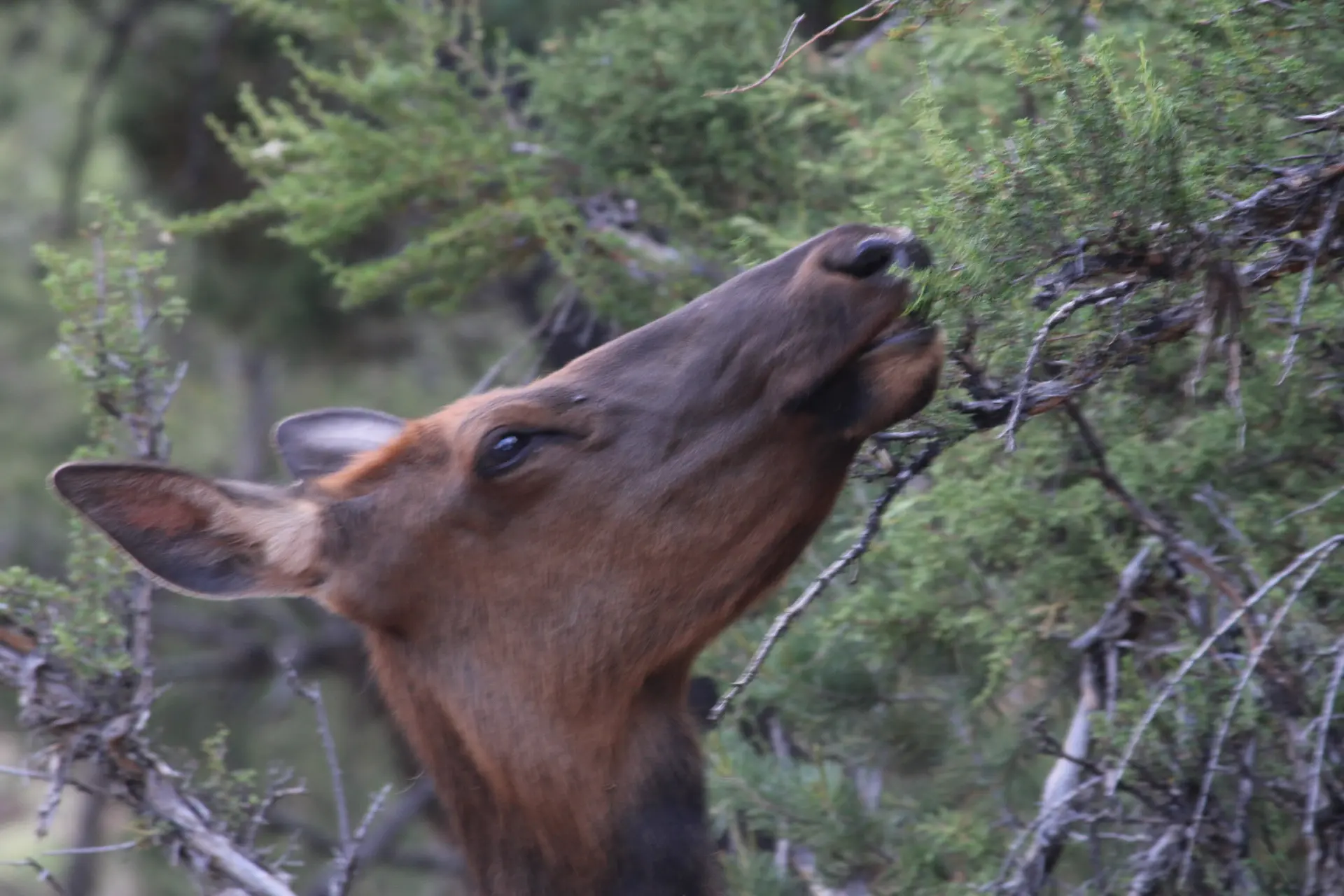 Photo biche qui mange
