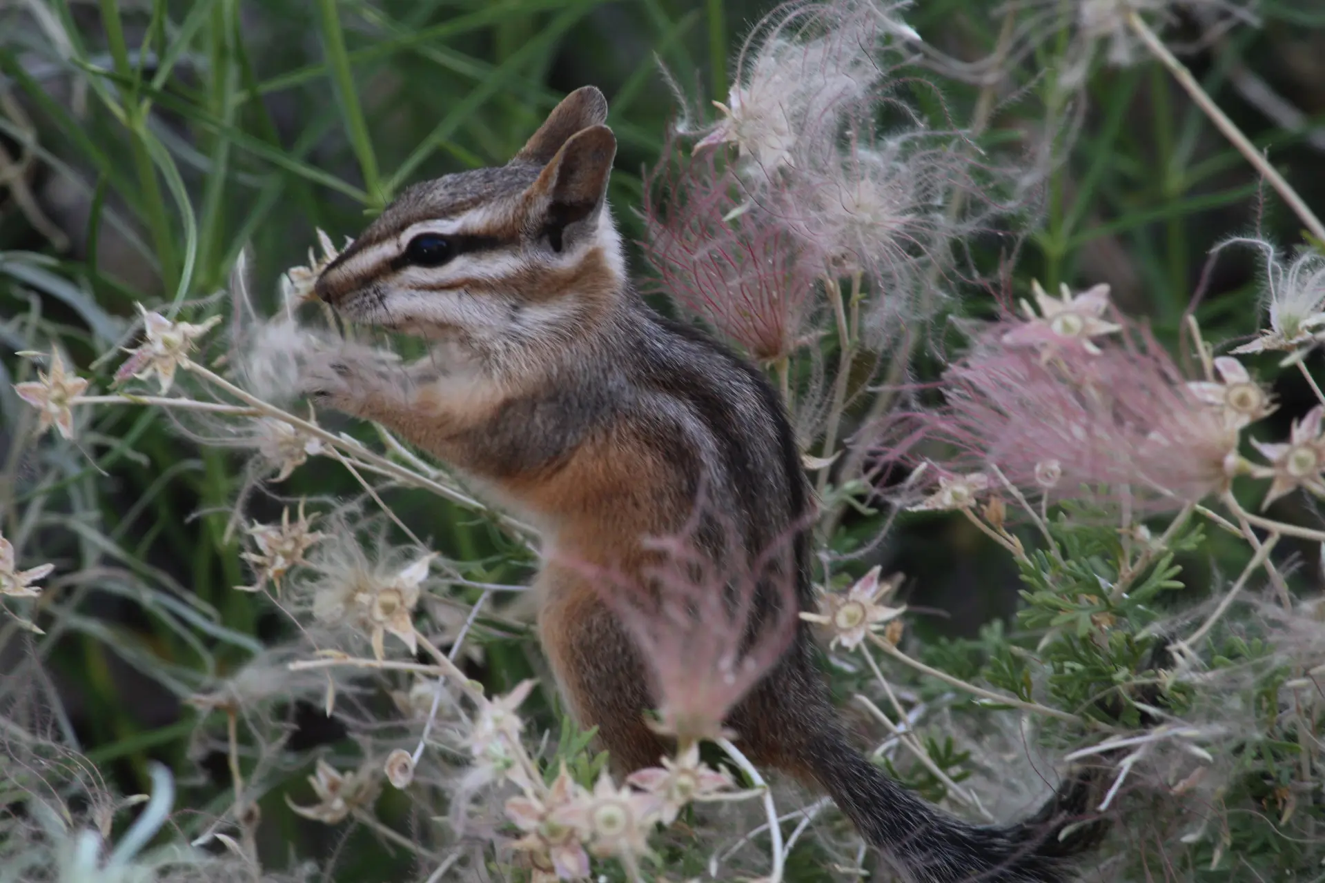 Photo petit animal de près